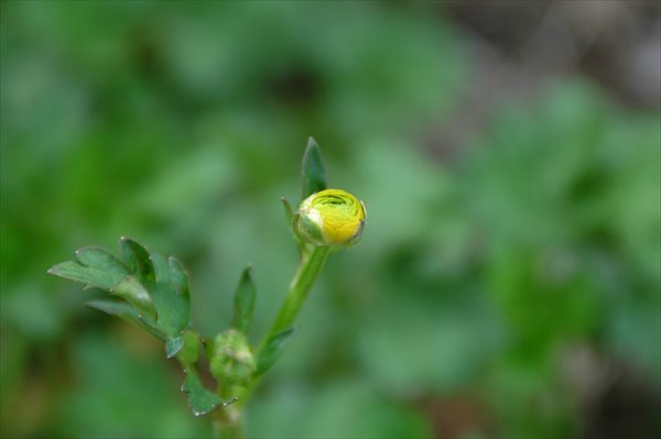 今年も大好きな花が咲きました バターカップ Intelligence Console