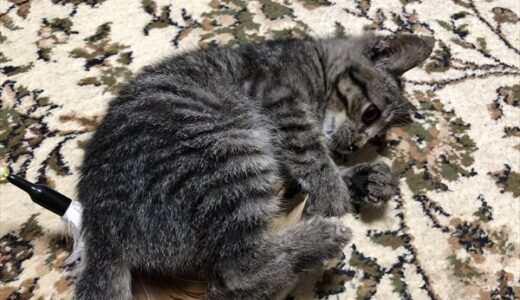 【保護猫：8日目～】徐々に回復　DAY8-:Rescued Kitten
