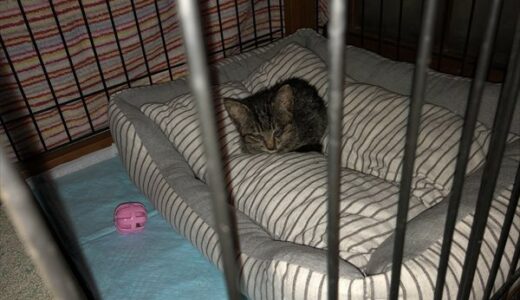 【保護猫：2日目】動物病院で診察　DAY2:Rescued Kitten