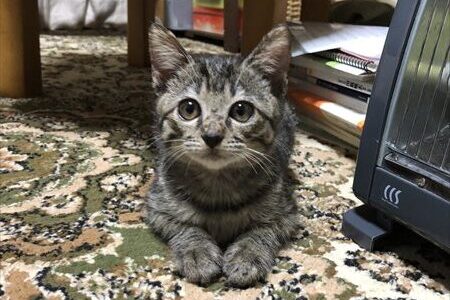 【保護猫：21日目～】福は元気いっぱい　DAY21-:Rescued Kitten