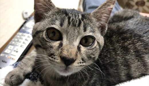 【保護猫：60日目】だいぶ大人になってきた福　DAY60:Rescued Kitten