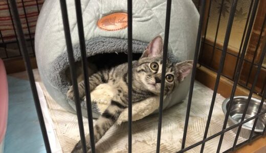 【保護猫：40日目】福 1回目のワクチン　DAY40:Rescued Kitten