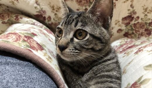 【保護猫：80日目】美人さんになった福　DAY80:Rescued Kitten