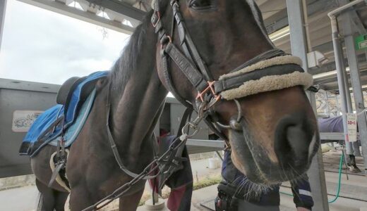 定年後の小さな挑戦――誕生日に人生初の乗馬をしてみた